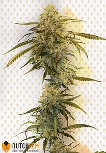 AMNESIA HAZE ORIGINAL 3pcs feminized (DutchFem)