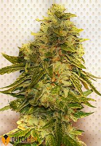 DUTCH CHEESE 3pcs feminized (DutchFem)