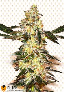 GIRLSCOUT KUSH 3pcs feminized (DutchFem)