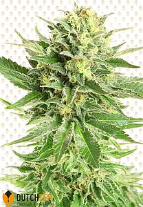 NORTHERN LIGHT SPECIAL 3pcs feminized (DutchFem)