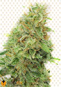 MEDICAL SATIVA 3pcs feminized (DutchFem)