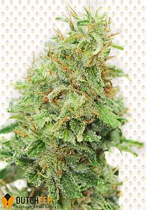 AMNESIA HAZE ORIGINAL 5pcs feminized (DutchFem)