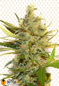 BUBBLE KUSH 5pcs feminized (DutchFem)