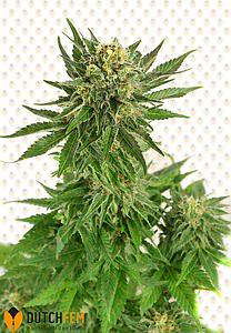 DUTCHFEM SPECIAL AUTO 3pcs autoflower (DutchFem)