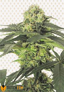 DUTCH DWAR 3pcs autoflower (DutchFem)