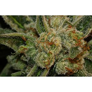 BUBBLEGUM 2pcs feminized (TH Seeds)