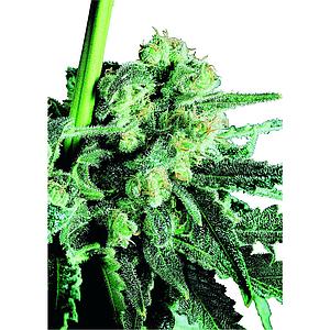 SENSI SKUNK ® 3pcs feminized (Sensi