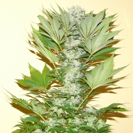 MISTY KUSH 5pcs feminized (Nirvana)