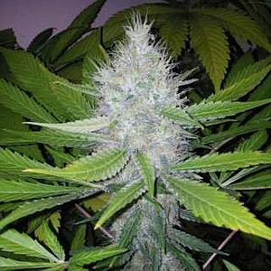 BLACKBERRY 3pcs feminized (Nirvana)