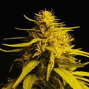 HAZE #1 3pcs feminized (Nirvana)