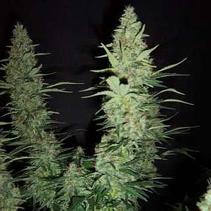 HAWAII MAUI WAUI 3pcs feminized (Nirvana)