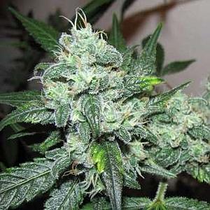 ICE 3pcs feminized (Nirvana)