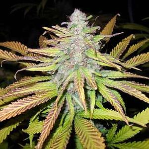 JOCK HOROR 3pcs feminized (Nirvana)