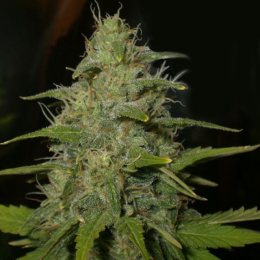 LEMON OG HAZE 3pcs feminized (Nirvana)