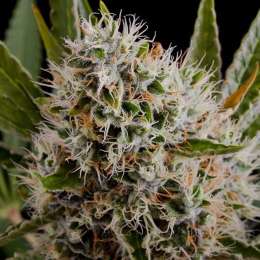 LITHIUM OG KUSH 3pcs feminized (Nirvana)