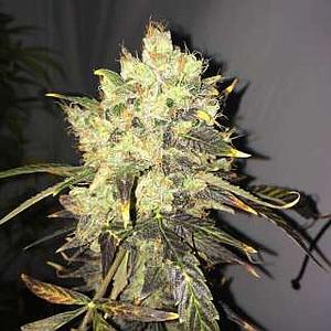 SUPREME CBD DURBAN 3pcs feminized (Nirvana)