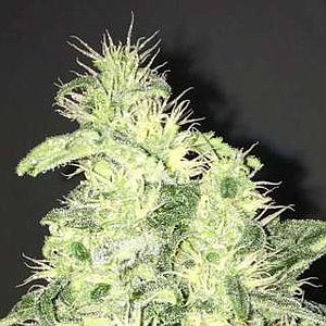 SUPREME CBD KUSH 3pcs feminized (Nirvana)