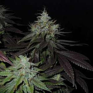 SWISS CHEESE 3pcs feminized (Nirvana)