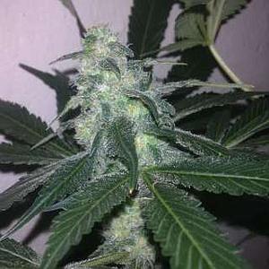 SWISS CHEESE AUTO 3pcs autoflower (Nirvana)