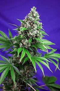 KILLER KUSH FAST VERSION 5pcs feminized (Sweet Seeds)