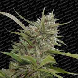 AUTO WHITE BERRY 3pcs autoflower (Paradise Seeds)