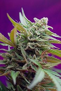 BLACK JACK AUTO 5pcs autoflower (Sweet Seeds)