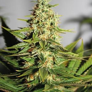 LIBERTY HAZE 3psc feminized (Barney's Farm)