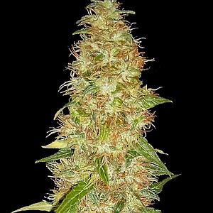 MOON WALKER KUSH 5pcs feminized (Spliff Seeds)