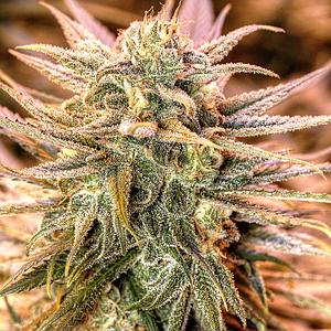 GOLD BAR KUSH 5pcs feminized (Spliff Seeds)