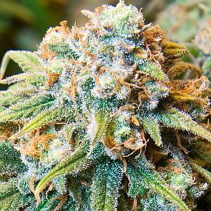 CBD MEDI KUSH 5pcs feminized (Spliff Seeds)