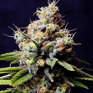 PURPLE BERRY KUSH 5pcs feminized (Spliff Seeds)