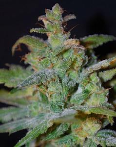 AUTO AK 10pcs autoflower (Female Seeds)