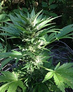 AUTO HAZE 10pcs autoflower (Female Seeds)