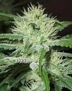 AUTO SPEEDBUD 10pcs autoflower (Female Seeds)