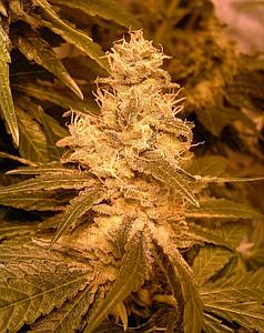 AUTO KUSH 4pcs autoflower (Female Seeds)