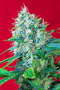 GREEN POISON 100pcs feminized (Sweet Seeds)