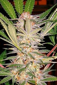 S.A.D. 3pcs feminized (Sweet Seeds)