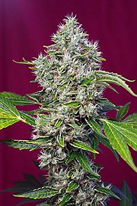 SAN FERNANDO LEMON KUSH © 5pcs feminized (Sweet Seeds)