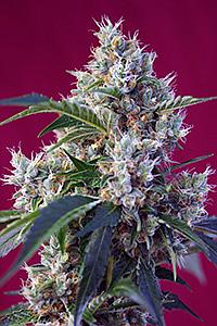 INDIGO BERRY KUSH © 5pcs feminized (Sweet Seeds)