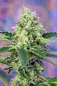 CRYSTAL CANDY 5pcs feminized (Sweet Seeds)