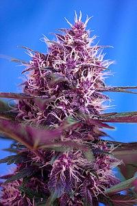 RED POISON AUTO 3pcs autoflower (Sweet Seeds)