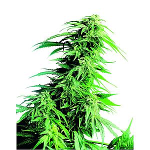 HINDU KUSH ® 5pcs feminized (Sensi Skunk)