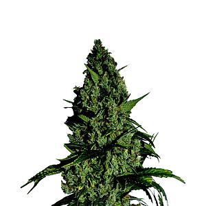 CITRUS SPICY HAZE 3pcs feminized (Smoker's Delight)