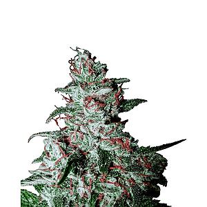 DUTCH SKUNK 3pcs feminized (Smoker's Delight)