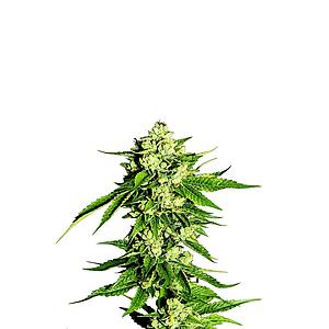 BRAIN MELTER 3pcs feminized (Smoker's Delight)