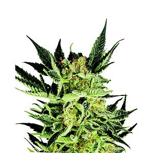 AUTO COOKIES DELIGHT 3pcs autoflower (Smoker's Delight)