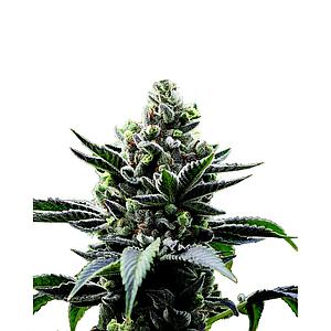 OG KUSH 5pcs feminized (Smoker's Delight)